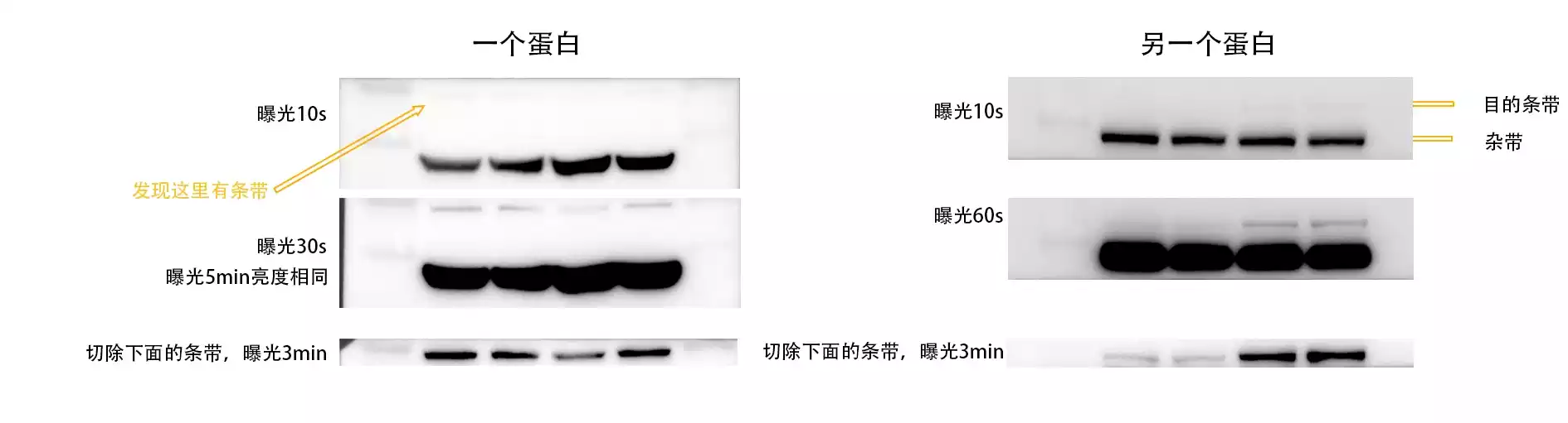 切膜 拷贝